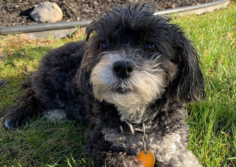 Carousel Slide 1: Dog Veterinary Care, Bowmansville