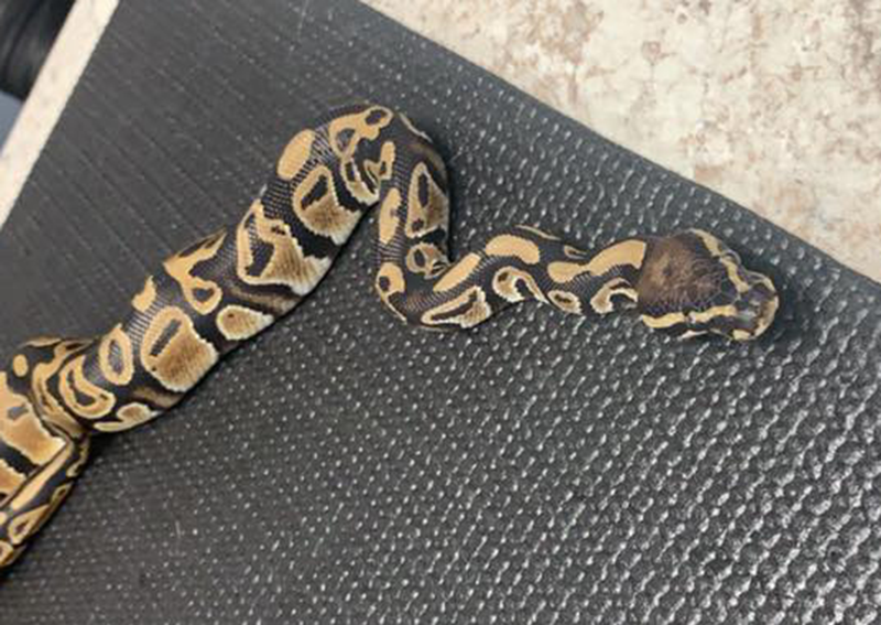 Carousel Slide 3: Exotic Veterinary Care, Bowmansville