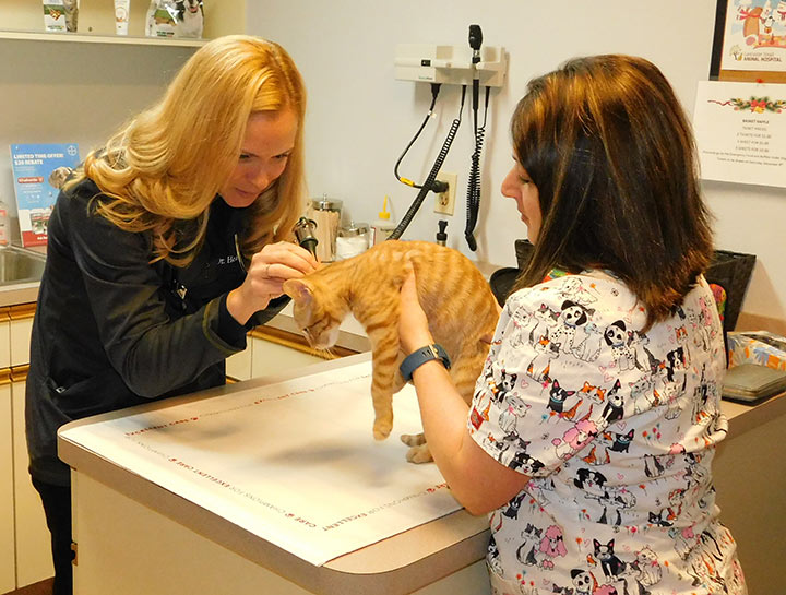 Preventive Care for Cats
