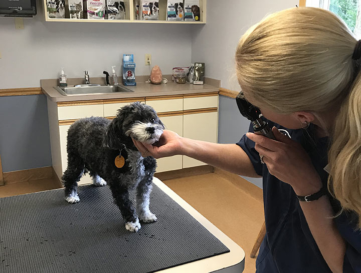 Preventive Care for Dogs