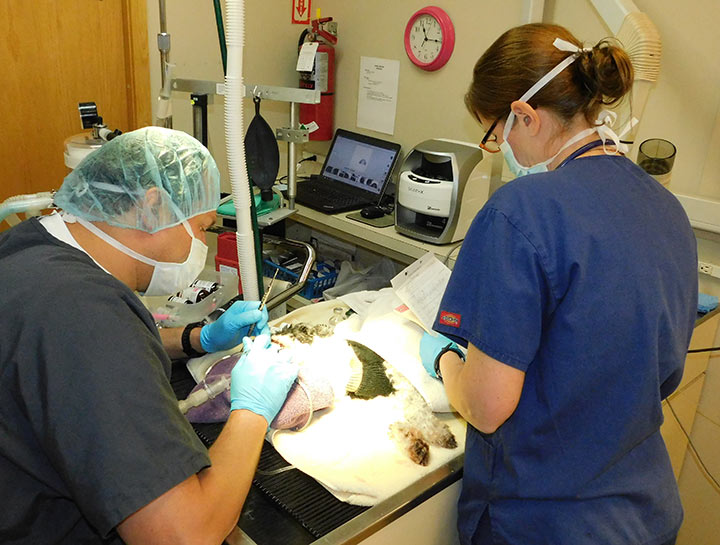 Dental Surgery