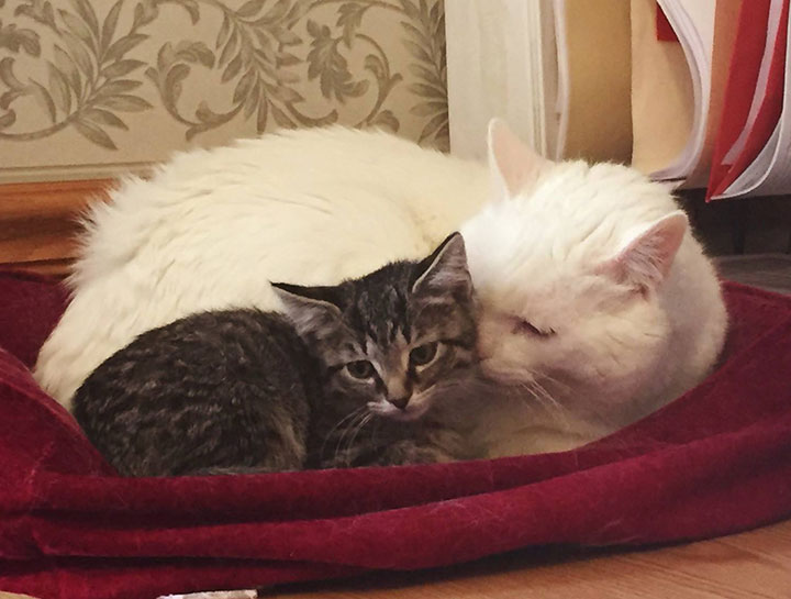 Puppy & Kitten Care