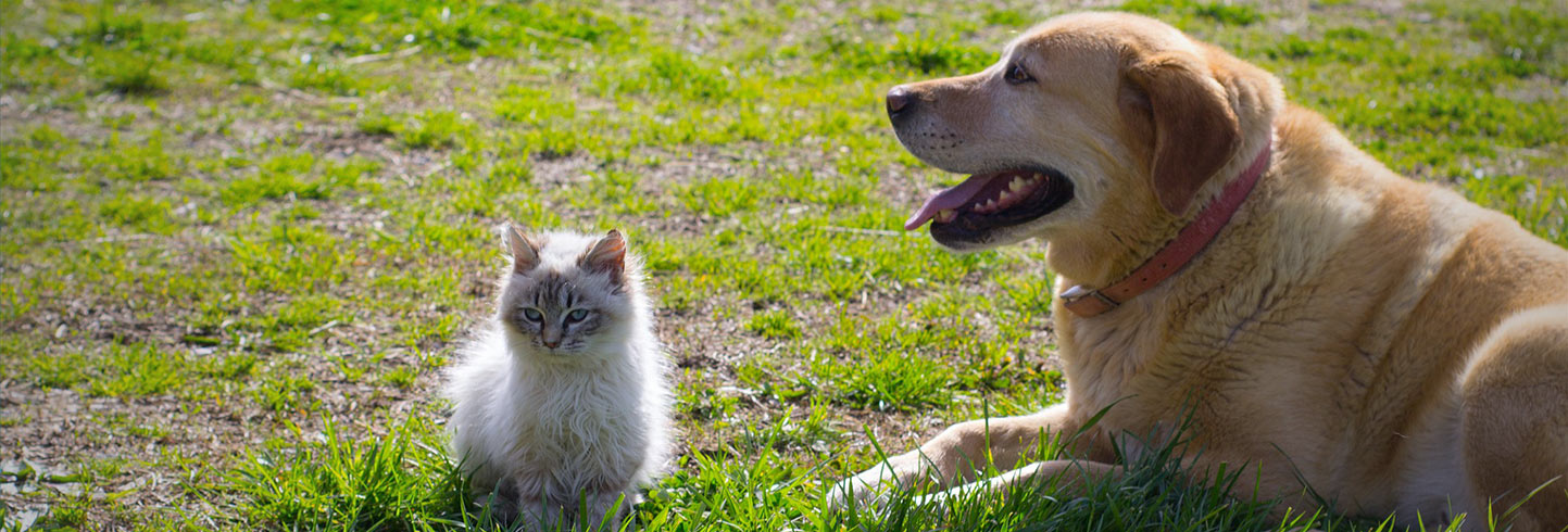 Bowmansville Veterinary Hospital