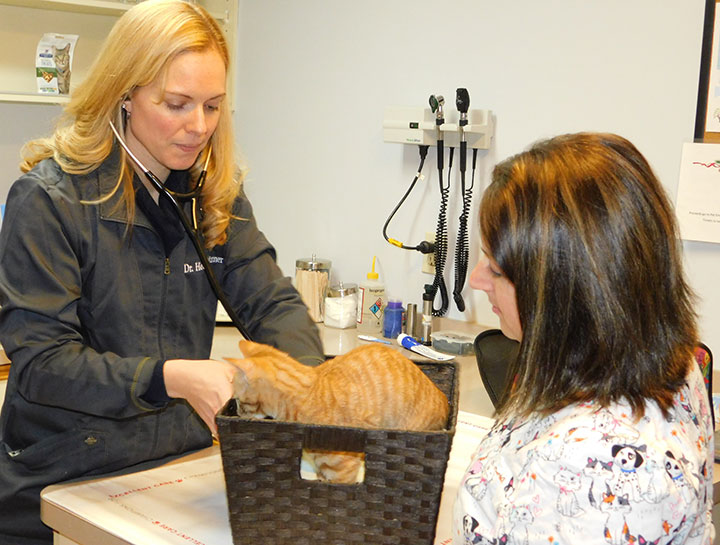 At Home Cat Care Lancaster Small Animal Hospital