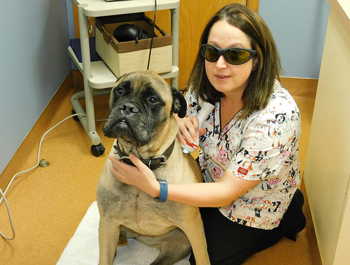 Laser Therapy for Dogs